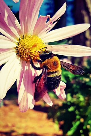 Buzzing Beauty: The Bumble Bee's Dance