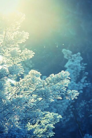 Whispers of Winter: A F..