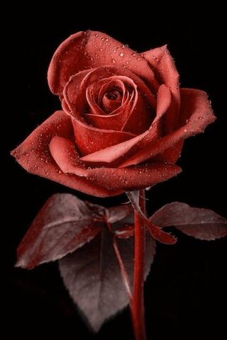 Crimson Elegance: The T..