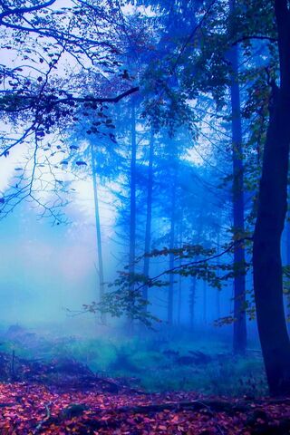 Forest