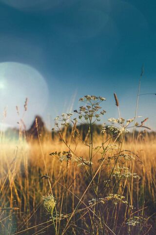 Dancing Light: Nature's Lens Flare