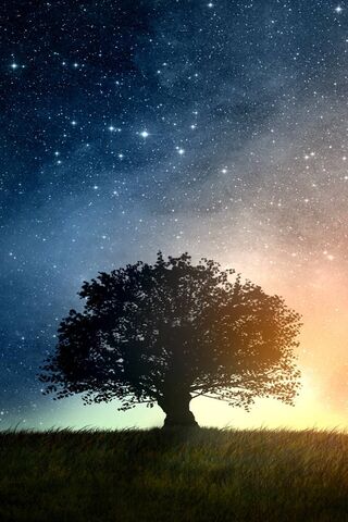 Celestial Canopy: A Night Under the Stars 🌌🌳