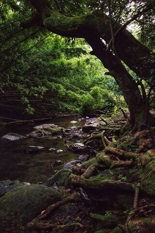 Enchanted Grove: A Druid's Sanctuary 🌳✨