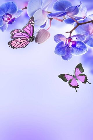 Butterflies