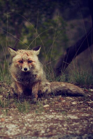 Enigmatic Beauty of the..