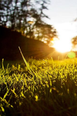 Emerald Dawn: Nature's ..