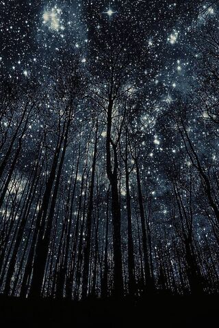 Starlit Canopy: A Cosmic Forest Adventure 🌌🌲