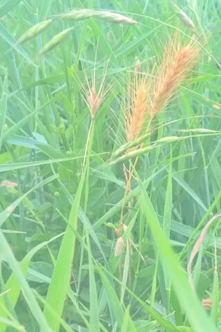 Golden Grains: The Beauty of Wheat