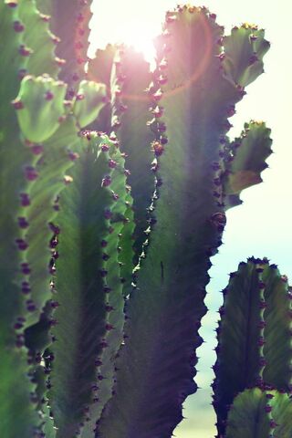 Sun-Kissed Cacti: A Glimpse of Mexico's Desert Beauty 🌵☀️