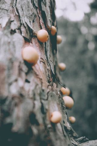 Mushrooms On Trees