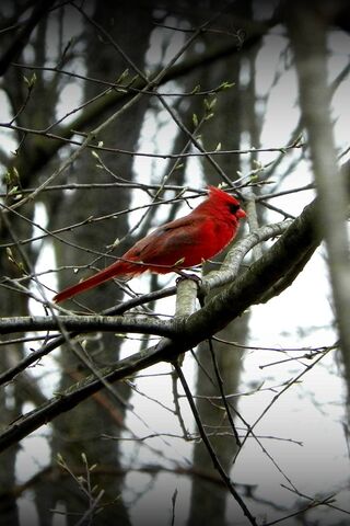 Crimson Beauty in a Win..
