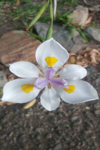 Nature's Canvas: A Blooming Delight