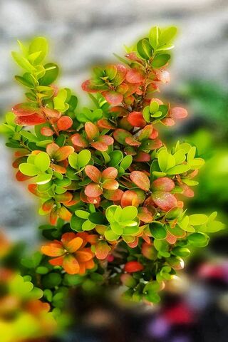 Vibrant Blossoms: Natur..