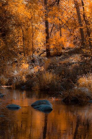 Golden Serenity: A Tranquil Autumn Escape 🍂✨