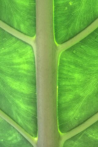 The Vibrant Heart of Taro 🌿✨