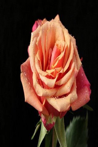 Elegance in Bloom 🌹✨