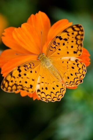 Golden Wings: Nature's ..