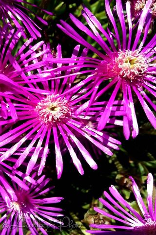 Vibrant Petals of Joy 🌸✨