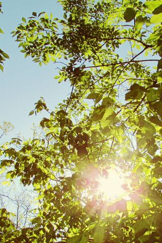 Nature's Radiant Embrace 🌞🍃