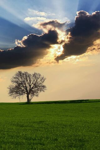 Awakening of Spring: Nature's Embrace 🌱☀️