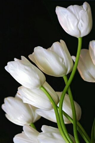 Những bông hoa màu trắng