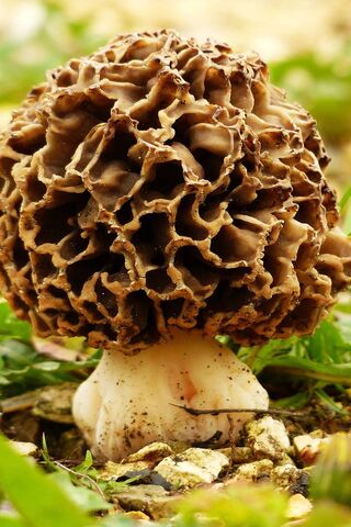 Mushyroom Magic: Nature..