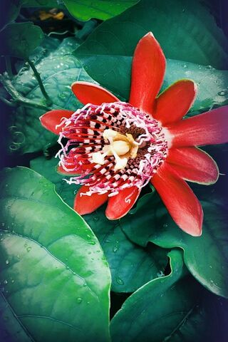 Crimson Beauty: The Enchanting Red Calendule 🌺✨