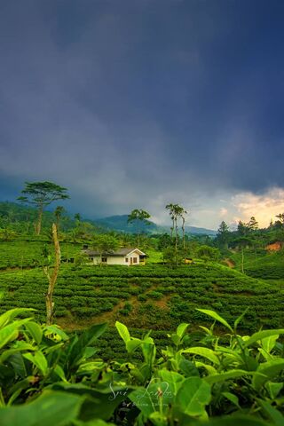 Serenity in the Tea Fie..