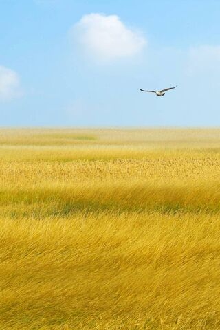 Soaring Over Golden Fie..