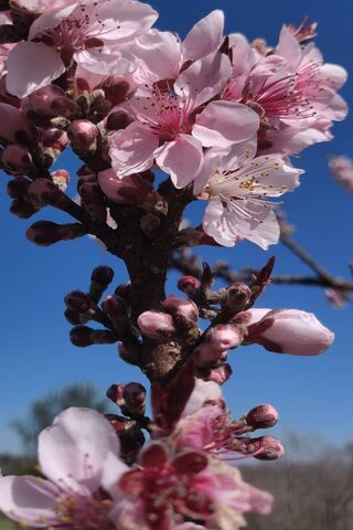 Blossoms of Renewal 🌸