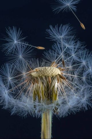 Whispers of the Wind: The Dance of the Dandelion