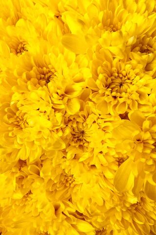 Yellow Flowers