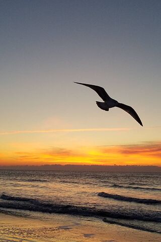Soaring into the Sunset 🌅
