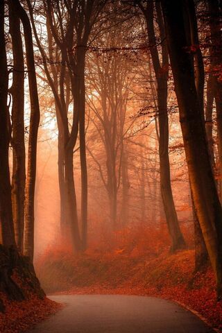 Enchanted Pathway Through Autumn's Embrace 🍂✨