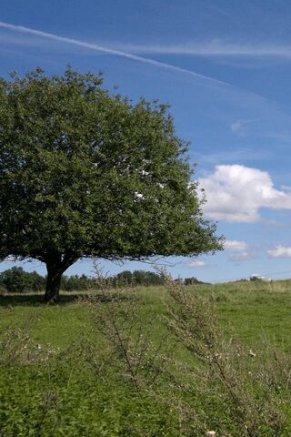 Czech Serenity: Nature's Embrace 🌳✨
