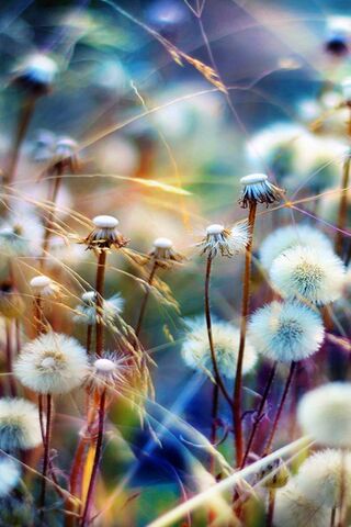 Whispers of the Wild 🌼✨