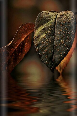Nature's Gem: Dew-Kisse..