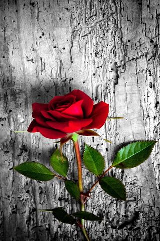 Червона роза