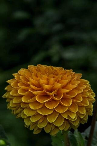 Golden Dahlia Delight 🌼✨