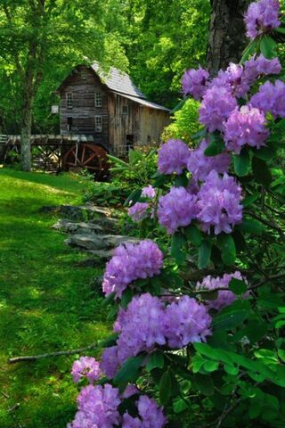 Purple Landscape