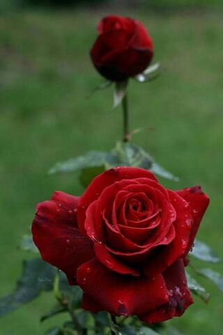 Red Rose