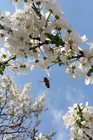 Buzzing Beauty: A Springtime Dance 🌸🐝