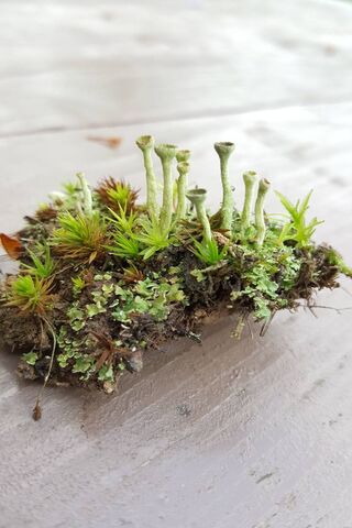 Nature's Tiny Wonders 🌿✨