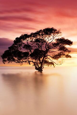 Serenity at Sunset: The Lone Tree