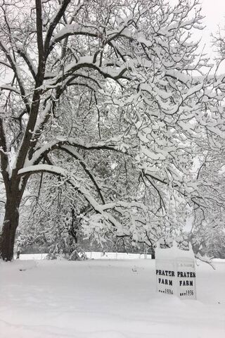 Winter Wonderland at Prater Farm ❄️🌨️