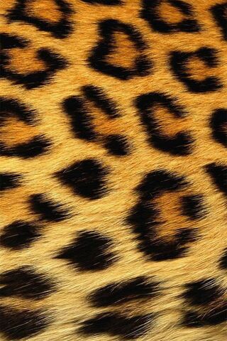 Leopard Skin