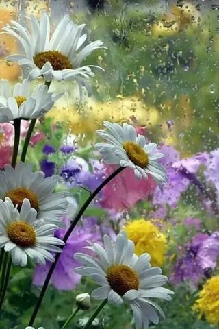 Daisy Dreams: A Rainy D..