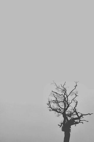 Whispers of the Withered Tree 🌳✨