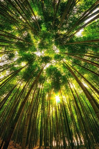 Whispers of the Bamboo ..