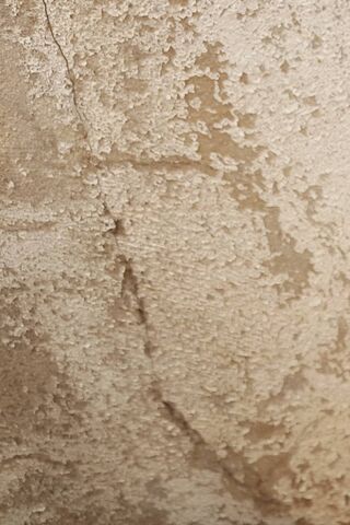 Nature's Canvas: The Textures of My Park 🌳✨